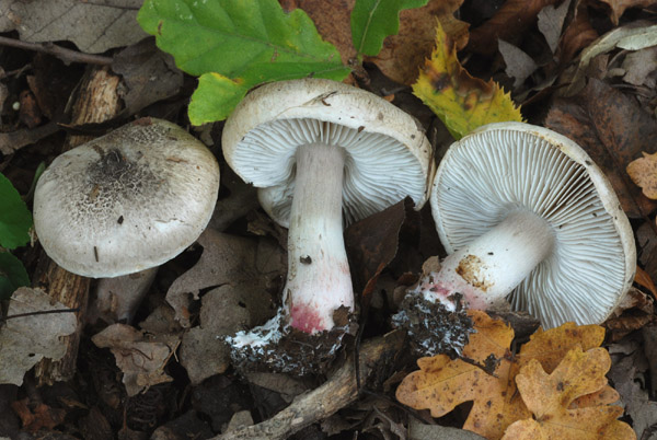 Tricholoma (3) da identificare